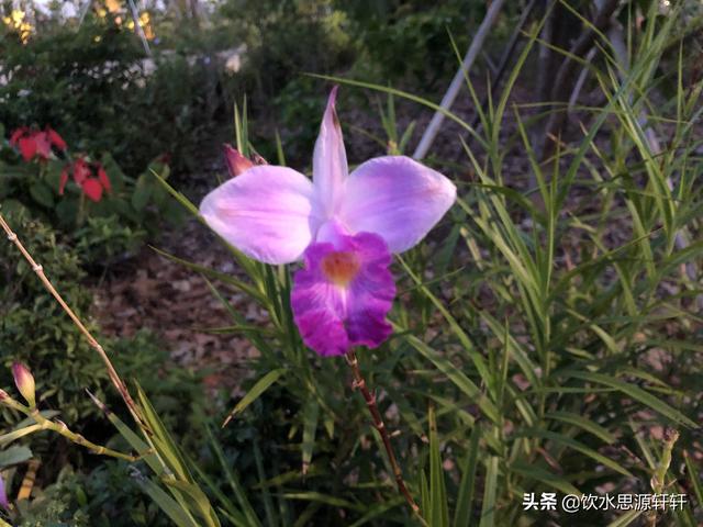 新加坡Jurong Lake Garden裕廊湖公园之美丽花草世界B魅力狮城