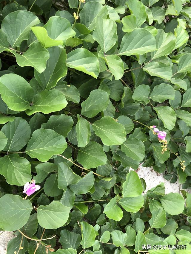 新加坡Jurong Lake Garden裕廊湖公园之美丽花草世界B魅力狮城