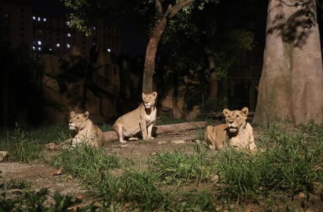 探秘！全國首家夜間動物園就在上海，開放倒計時！大波動物晚上接著賣萌，究竟多精彩？跟著我們去瞅瞅