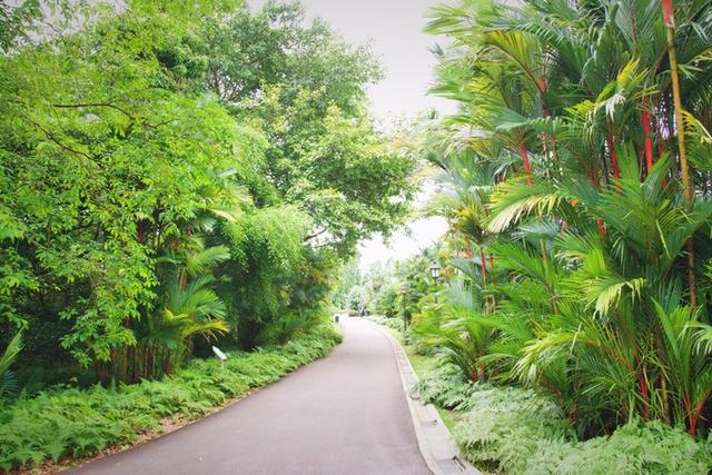 旅途随笔 游新加坡 到植物园这个天然大氧吧散步闲逛