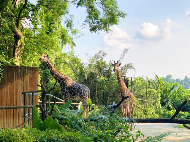 網紅打卡地 用新加坡動物園開啓新加坡親子之旅