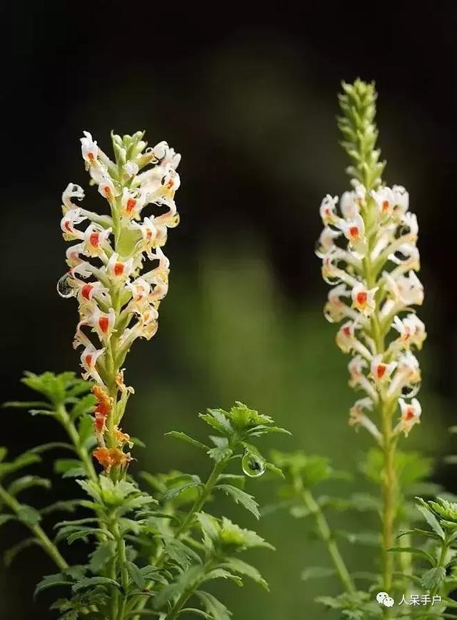 五座世界最引人入勝的植物園