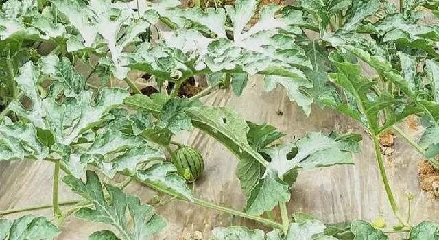 樂土日記 | 我是一名來自新加坡的特殊教育教師