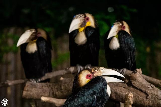 不是晚上開個燈，就能成夜間動物園