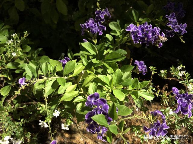 新加坡Jurong Lake Garden裕廊湖公园之美丽花草世界B魅力狮城