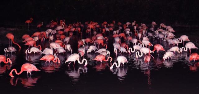 國內首個“夜間動物園”要來了，就在上海野生動物園