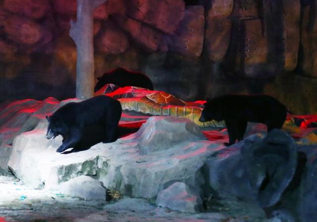 國內首個“夜間動物園”要來了，就在上海野生動物園