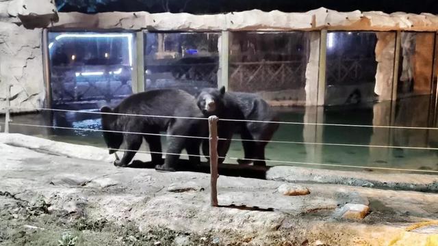 全国首个特色夜间野生动物园开园，足不出沪欣赏“动物园奇妙夜”