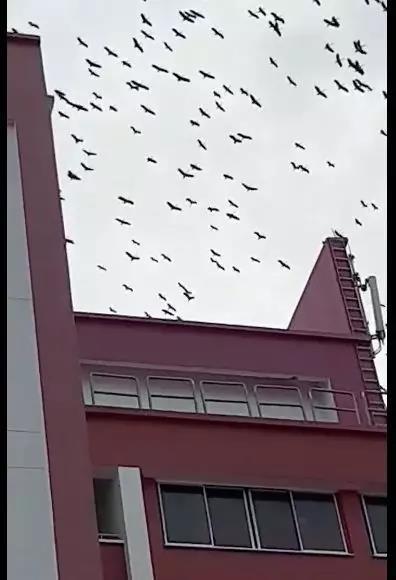 新加坡上空群鸟盘桓 专家称它们的出现极可能是因气候变化