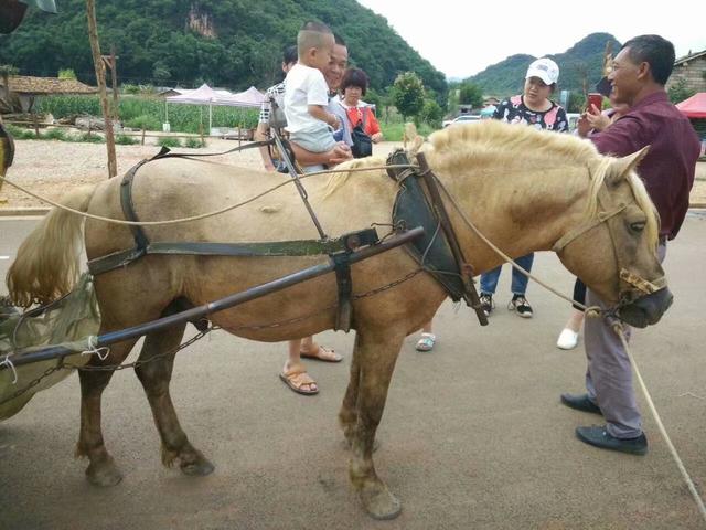 云南贵州之旅第七站——云南普者黑