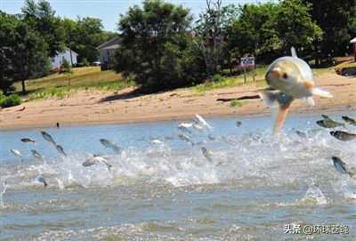 鯉魚跳龍門，跳到大洋彼岸！美國鯉魚泛濫成災，終于回國了？