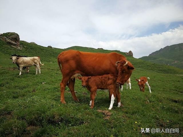 中国大妈不是操场霸，这位56岁的中国大妈，北京周边发现的美景