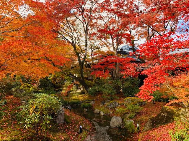 京都2019红叶季