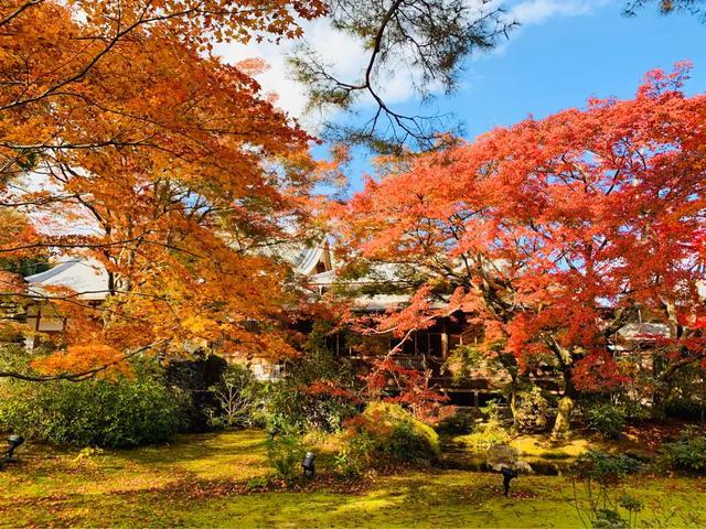 京都2019红叶季