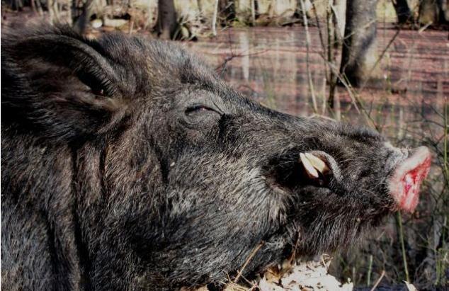 美国野猪达到600万，每年花费70亿管控，为何在中国却是保护动物