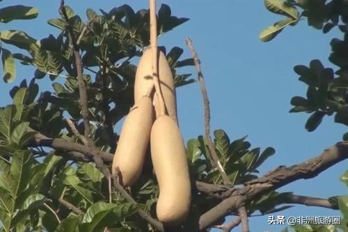 非洲有一种“香肠树”，当地人很喜欢，为何中国游客却不敢吃？