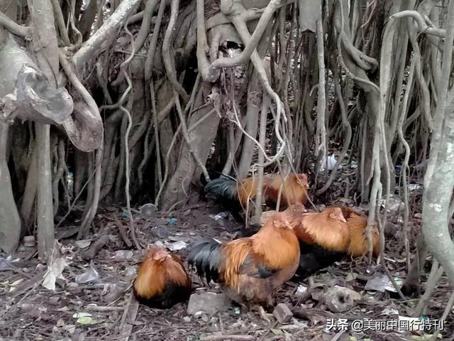 这里是中国大陆海岸线最西南端，与越南隔江相望，有大清第一界碑