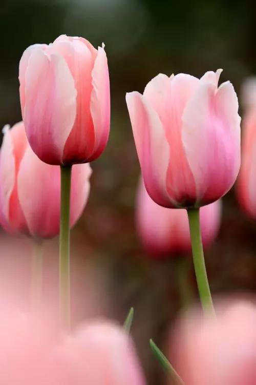 十花，十景，十美人，看完人自醉