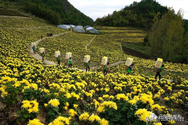 發貨啦！新加坡的超市、酒店也可以購買雲陽“冉菊花”了