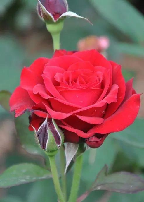 十花，十景，十美人，看完人自醉