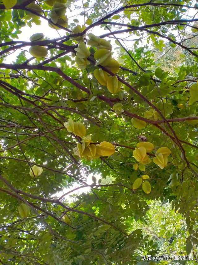 这里是中国大陆海岸线最西南端，与越南隔江相望，有大清第一界碑