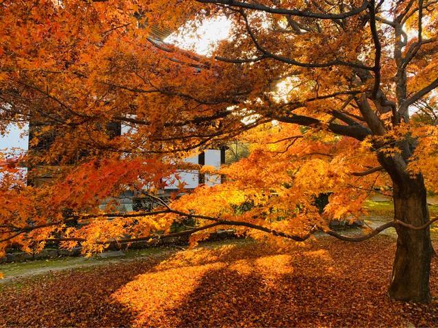 京都2019红叶季