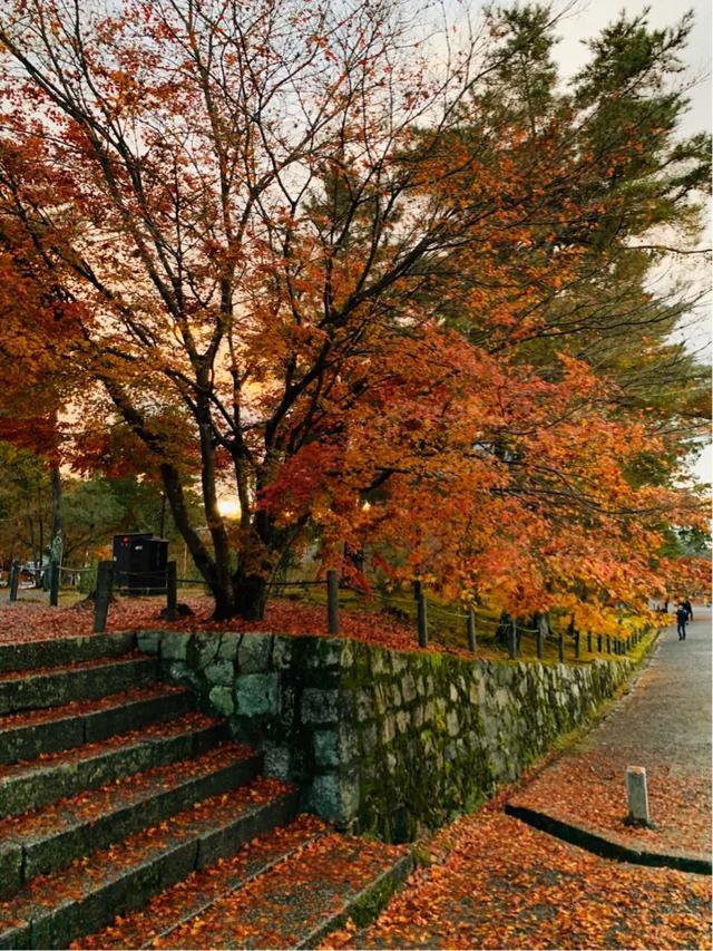 京都2019红叶季