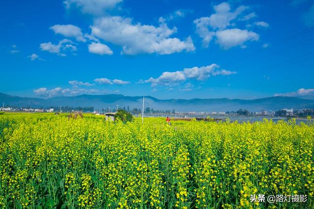 中国最美的五大赏油菜花海胜地，收藏这份赏花地图，从冬开到夏