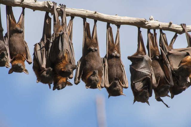 泰國村民闖300萬蝙蝠老窩，3小時掙能上萬元，感染病毒風險卻極高