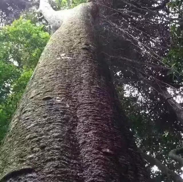 比黄花梨还珍贵，千年古树慢慢消失！村民后悔不已：一切都晚了