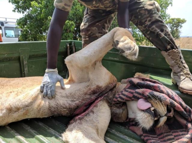非法盗猎严重，非洲一只母狮几乎被盗猎者的捕兽器分割成两半