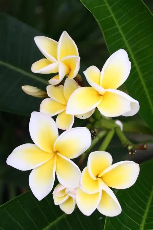 十花，十景，十美人，看完人自醉