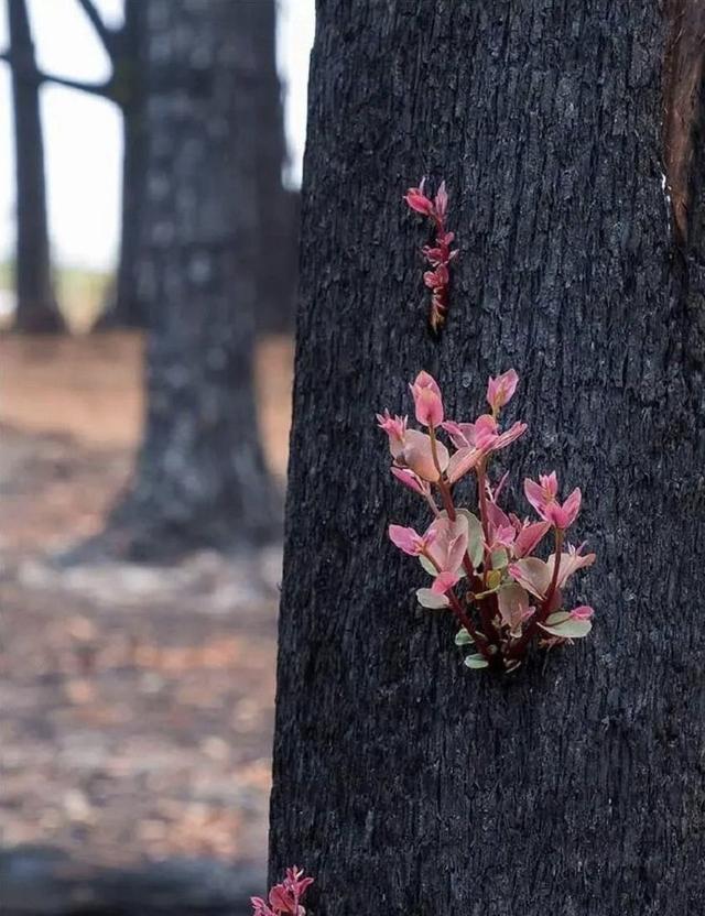 为什么说澳洲大火之后，植被复苏是悲剧的开始？专家道出秘密