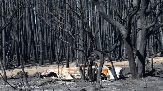 燒死10億動物，燒毀21%森林，澳洲野火預示地球已被推向危險邊緣