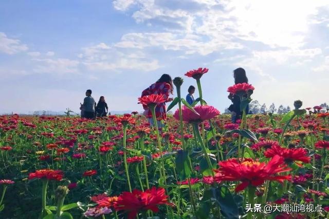 饶平这处美丽的花田农庄