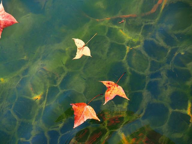 沿着楠溪江，蜿蜒三百里，那些如画的村庄，山水，和美食