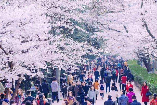 春暖花开，疫情过后，我们去这些地方看花吧