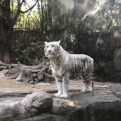 長隆野生動物世界遊玩攻略