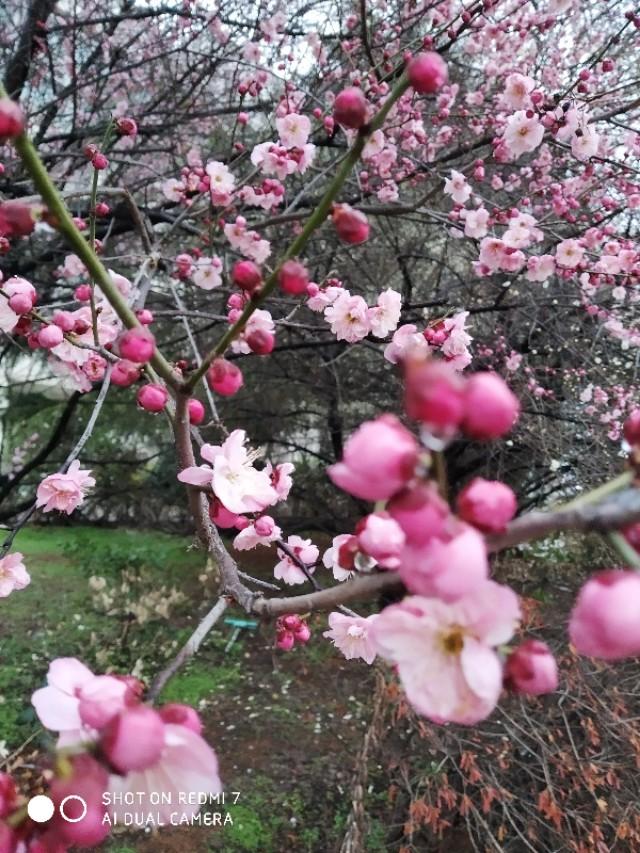 武汉今年的梅花。但孤芳自赏！