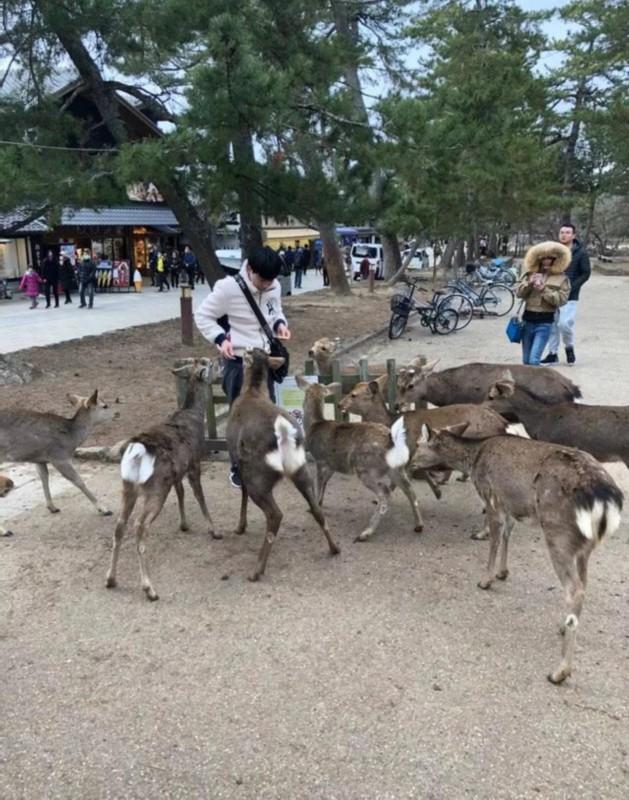 中国人出不去，奈良的鹿都饿“疯”了……