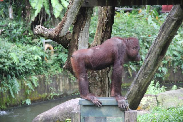 世界十大動物園之一：新加坡動物園，確實不一樣