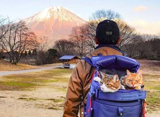 夫妇花了8年时间带着两只猫走遍日本，拍了一部旅猫日记火遍ins