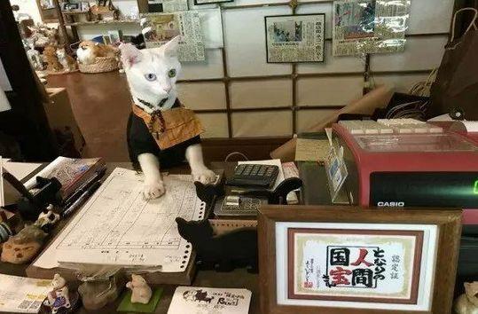 日本一家人建“貓貓寺”，神像、住持都是貓，吸引無數貓奴朝拜