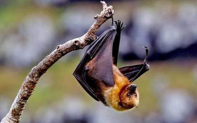 印尼多地蝙蝠肉供不应求，商贩称最多一天卖600只