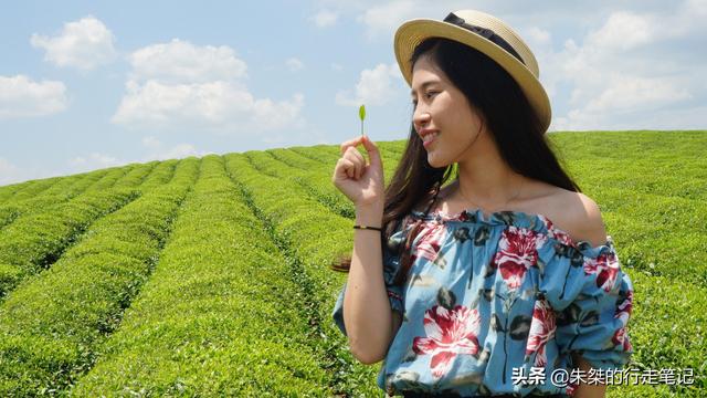 世界上面積最大的茶海，連片茶園超4萬畝，不收門票卻鮮爲人知