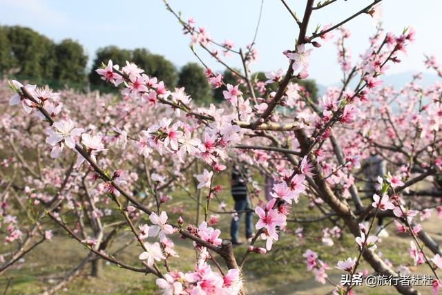 人间三月芳菲尽 山寺桃花始盛开 奉化桃花 艳天下