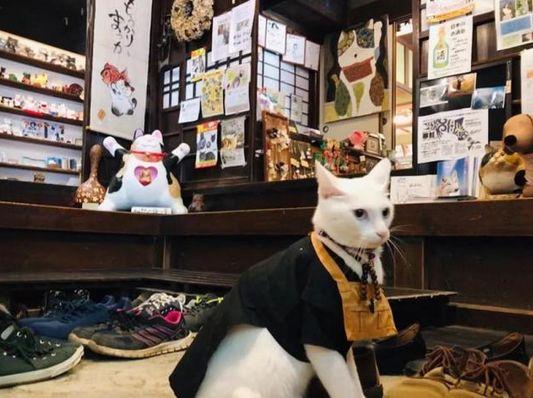 日本一家人建“貓貓寺”，神像、住持都是貓，吸引無數貓奴朝拜