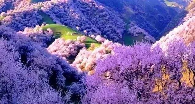 春暖花开，疫情过后，我们去这些地方看花吧