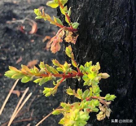 大火过后的澳大利亚，“野火烧不尽，春风吹又生”生命不息