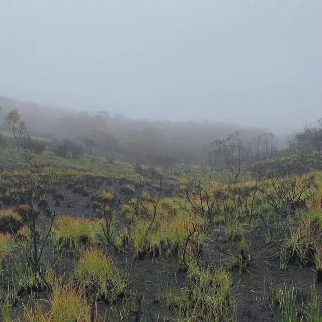 澳洲大火4个月后，奇迹出现了！